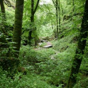 e1-trail-from-berdorf